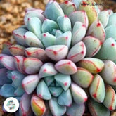 Echeveria subcorymbosa / 40 seeds